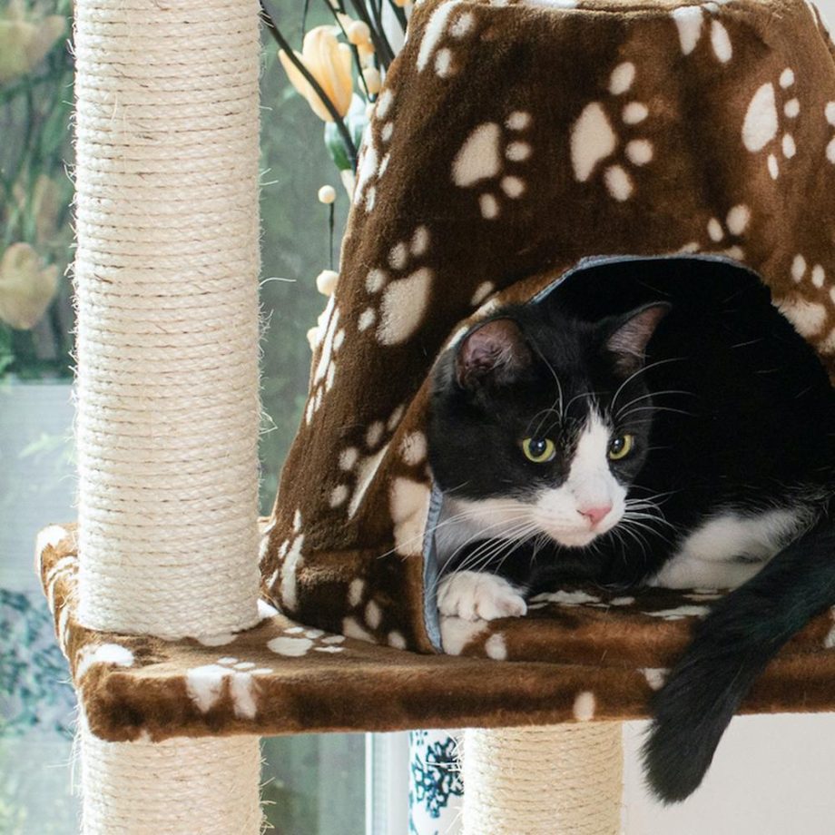 Armarkat Real Wood Cat Tree Hammock Bed With Natural Sisal Post for Cats and Kittens, A6601