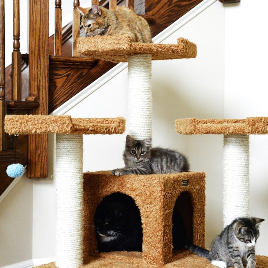 Armarkat 74" Multi-Level Real Wood Cat Tree Large Cat Play Furniture With Scratching Posts, Large Platforms, A7407 Ochre Brown